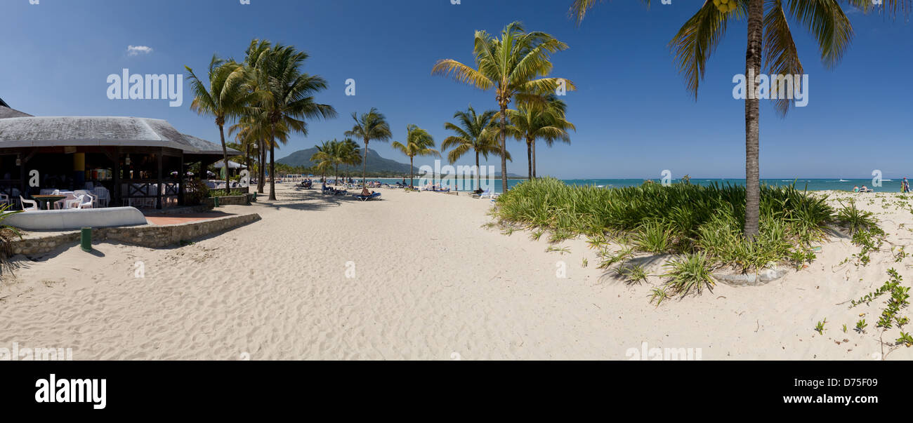 Puerto Plata, Dominican Republic, coconut palms on Playa Dorada beach
