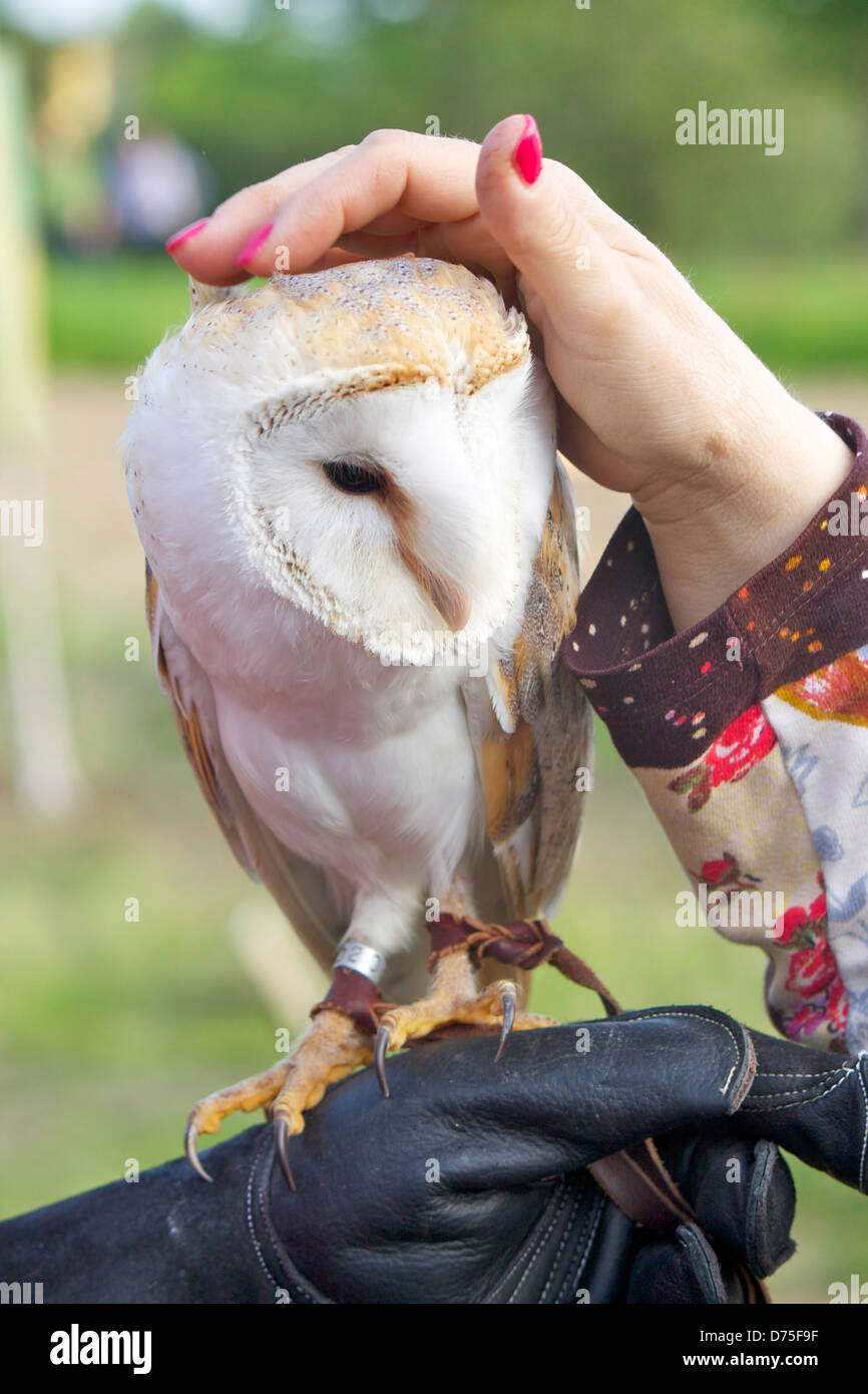 Bird hug hires stock photography and images Alamy