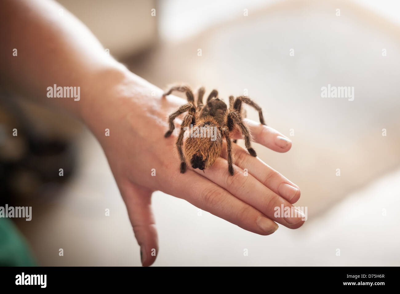 Hairy brown pet Tarantula spider sitting on a human hand Stock Photo