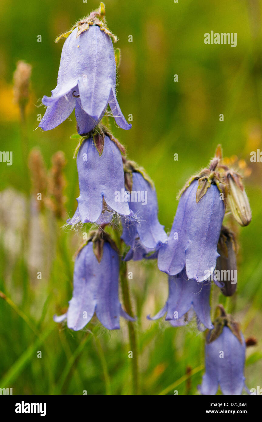 A rare Alpine flower Stock Photo