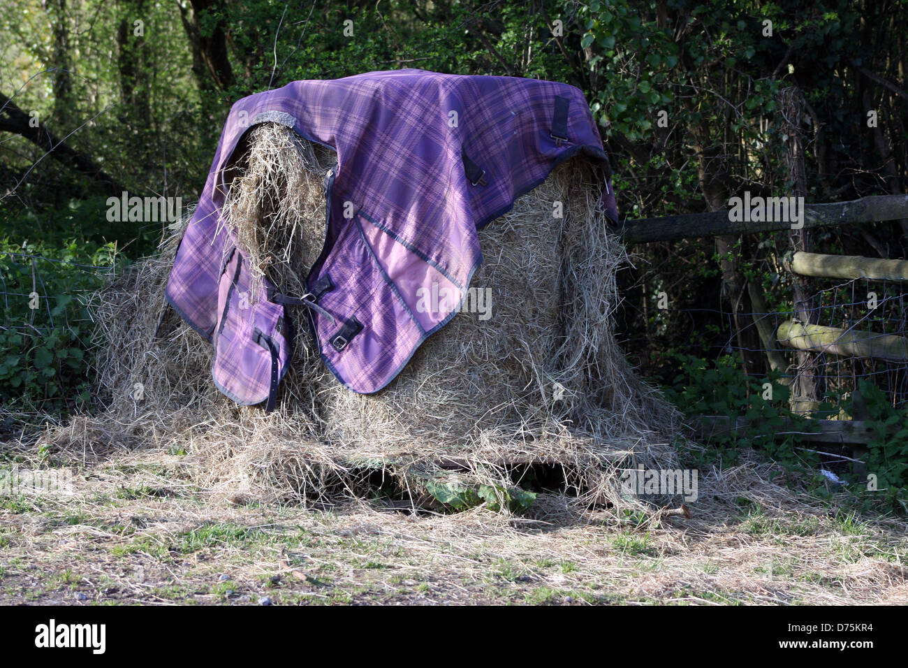 Purple horse blanket used to cover a large round hay bale, ready for