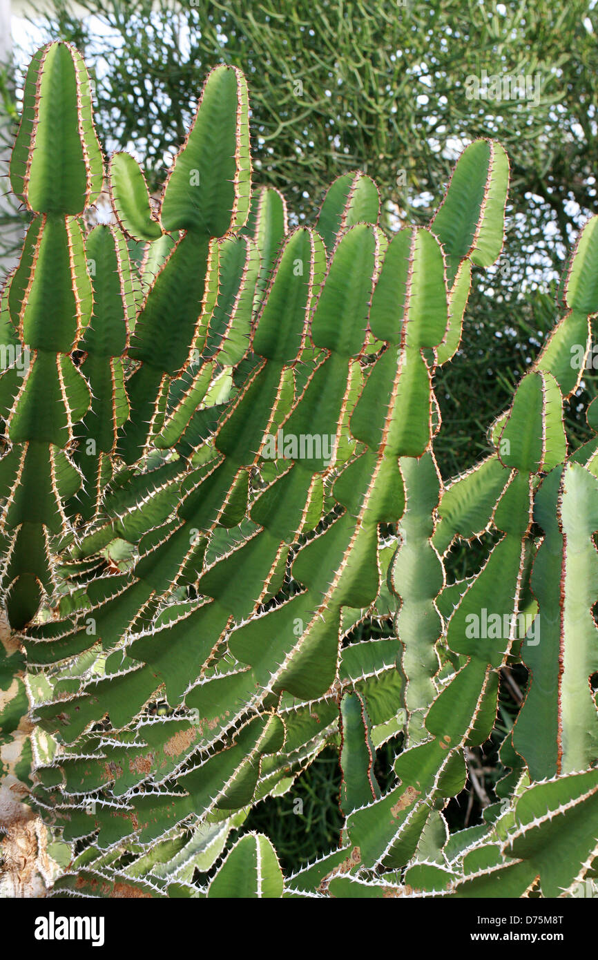 Euphorbia cooperi, Euphorbiaceae, Tropical South Africa. A Succulent Plant. Stock Photo
