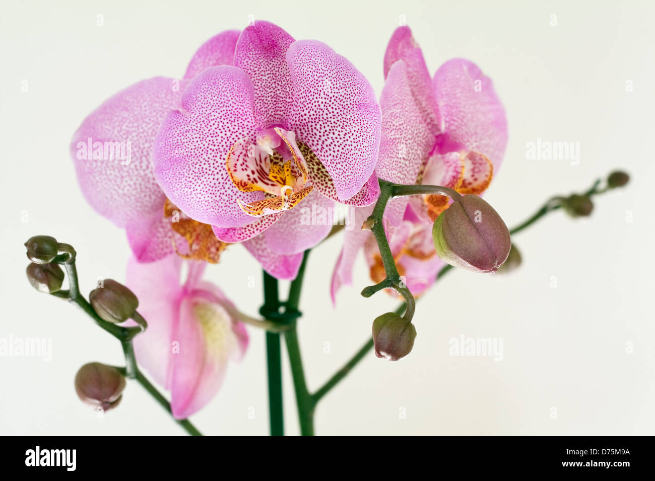Pink speckled Phalaenopsis orchid on white background. Stock Photo