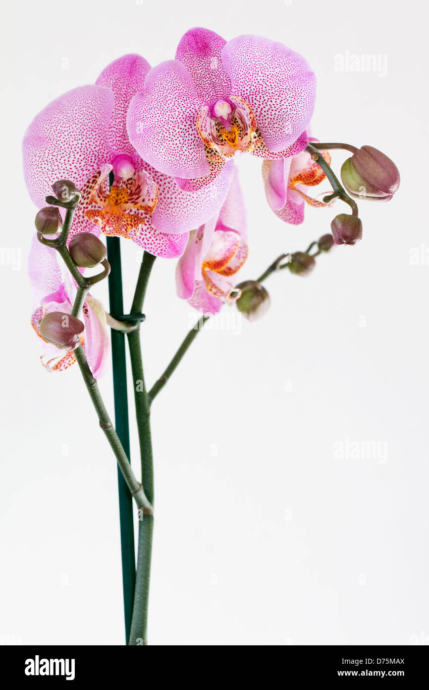 Pink speckled Phalaenopsis Orchid on white background. Stock Photo
