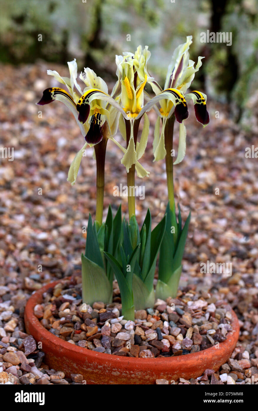 Juno Iris, Iris nicholai, Iridaceae. Russia. Stock Photo