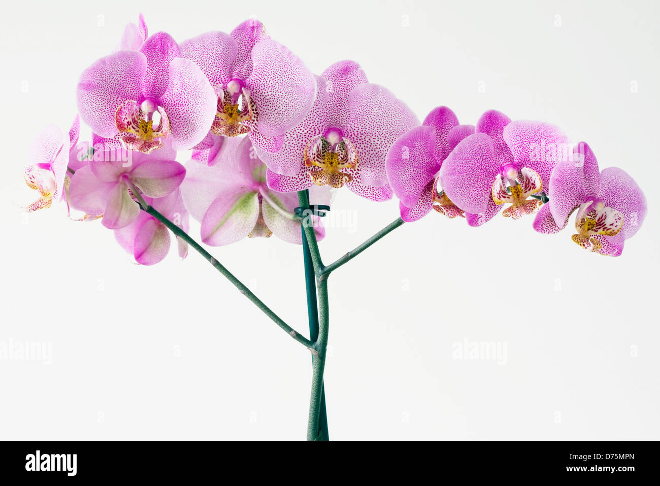 Pink speckled Phalaenopsis orchid on white background. Stock Photo