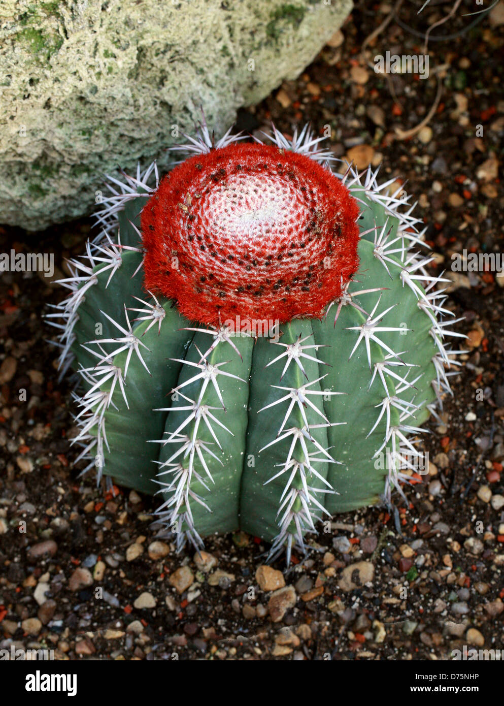 Melon Cactus, Melocactus zehntneri, Cactaceae. North East Brazil, South America. Stock Photo