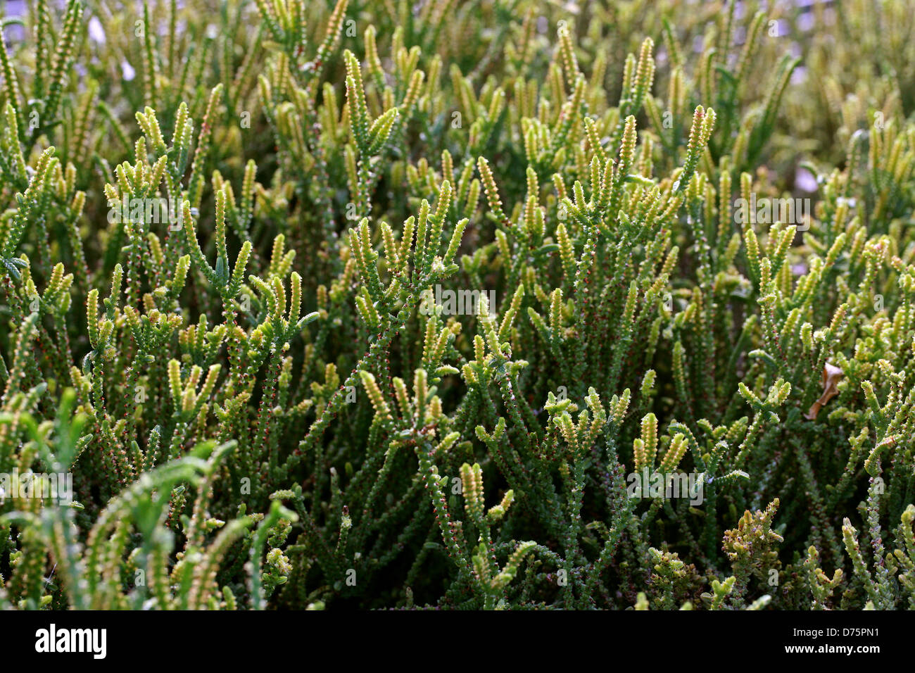 Rattail Crassula, Watch Chain, Lizard's Tail, Zipper Plant and Princess Pine, Crassula muscosa var. muscosa, Crassulaceae. Stock Photo