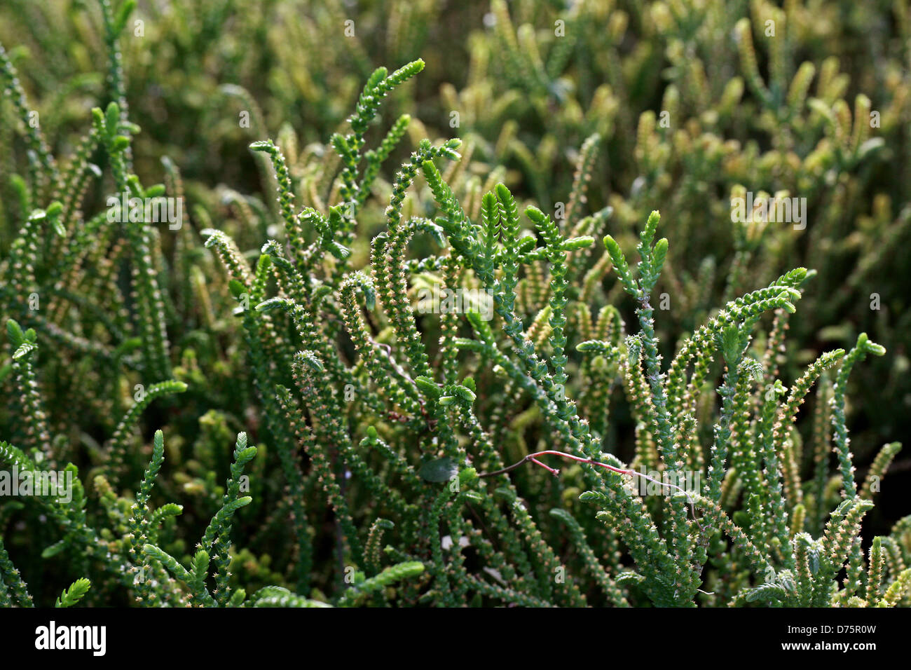 Rattail Crassula, Watch Chain, Lizard's Tail, Zipper Plant and Princess Pine, Crassula muscosa var. muscosa, Crassulaceae. Stock Photo