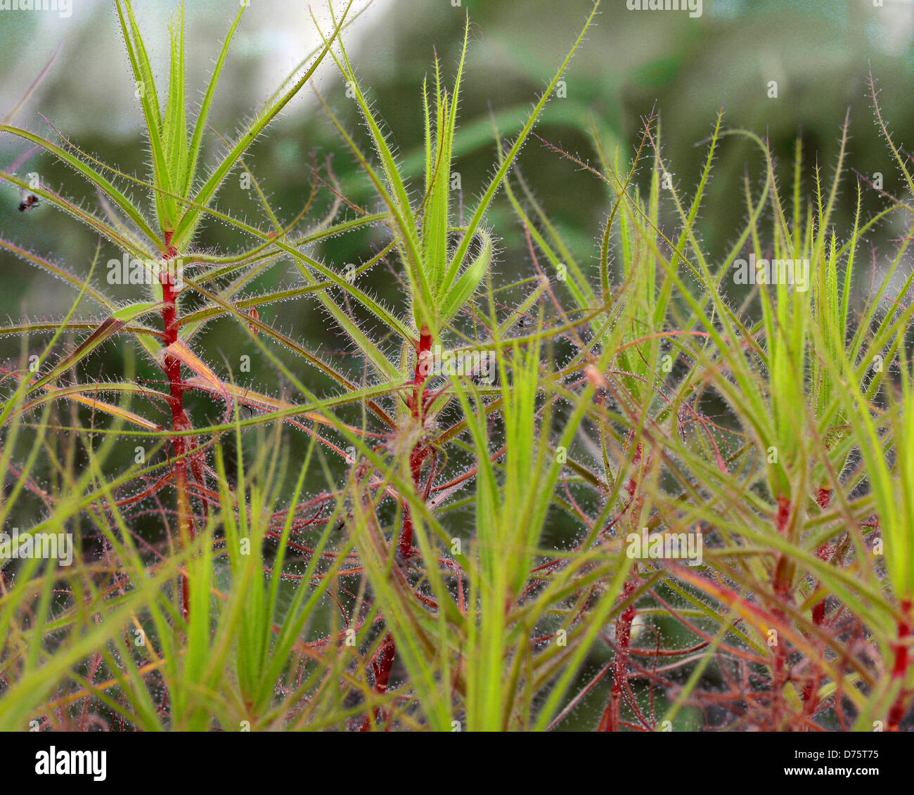 Flycatcher Bush, Roridula gorgonias, Roridulaceae. South Africa. Syn. R. brachysepala, R. crinita, R. dentata, R. muscicapa. Stock Photo