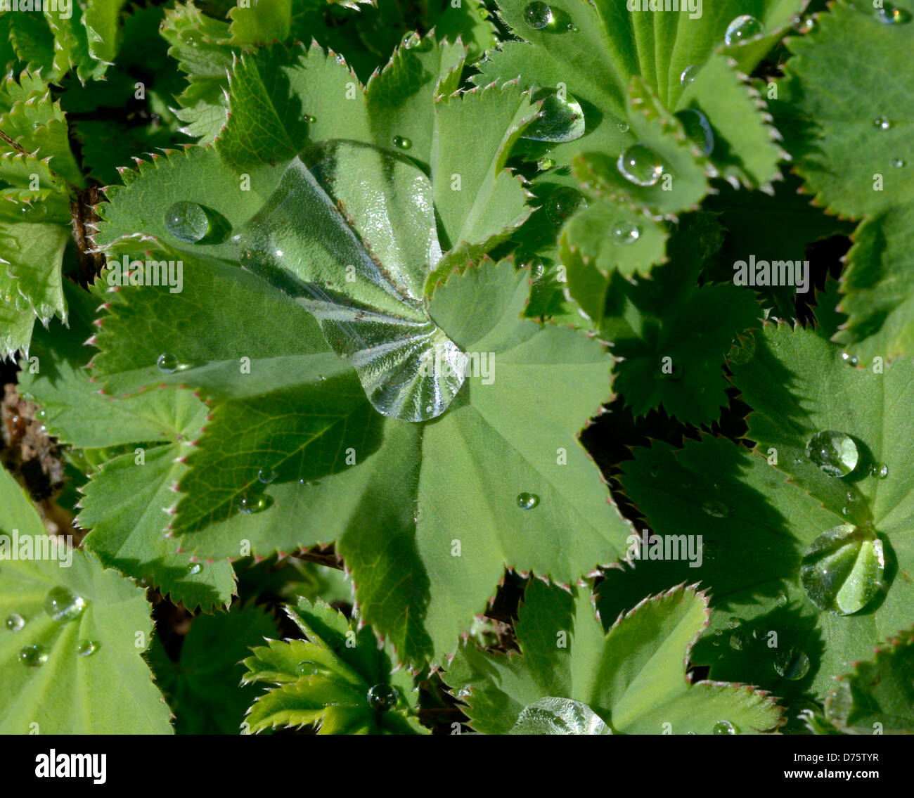 Rain water droplets on leaf Stock Photo - Alamy