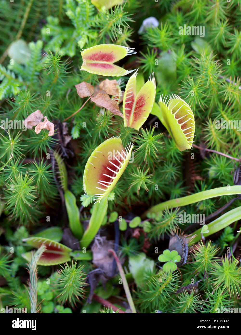 Venus Flytrap, Dionaea muscipula, Droseraceae. North Carolina, USA, North America. A carnivorous plant. Stock Photo