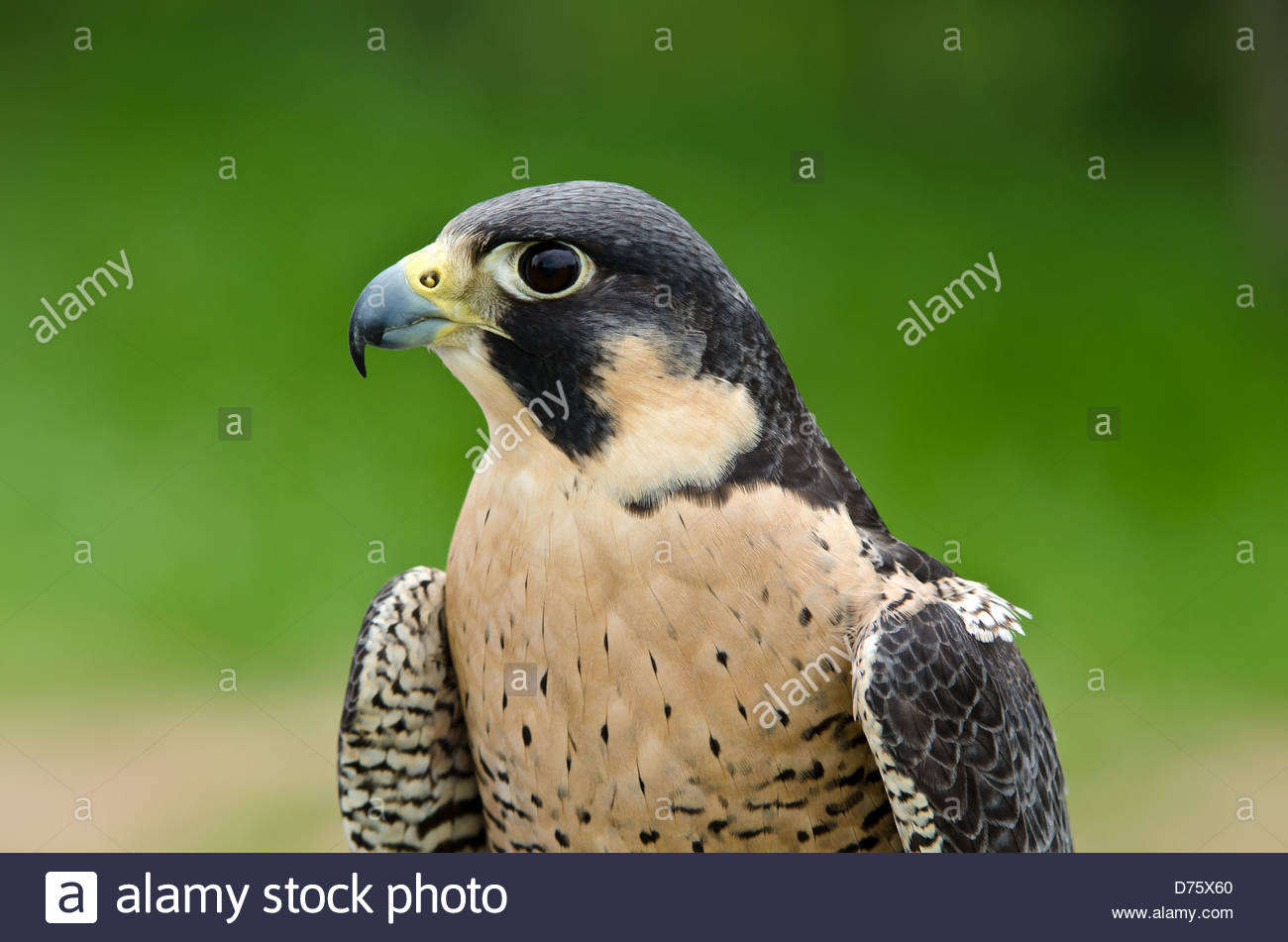 Portrait Of Peregrine Falcon Falco Peregrinus Aka Duck