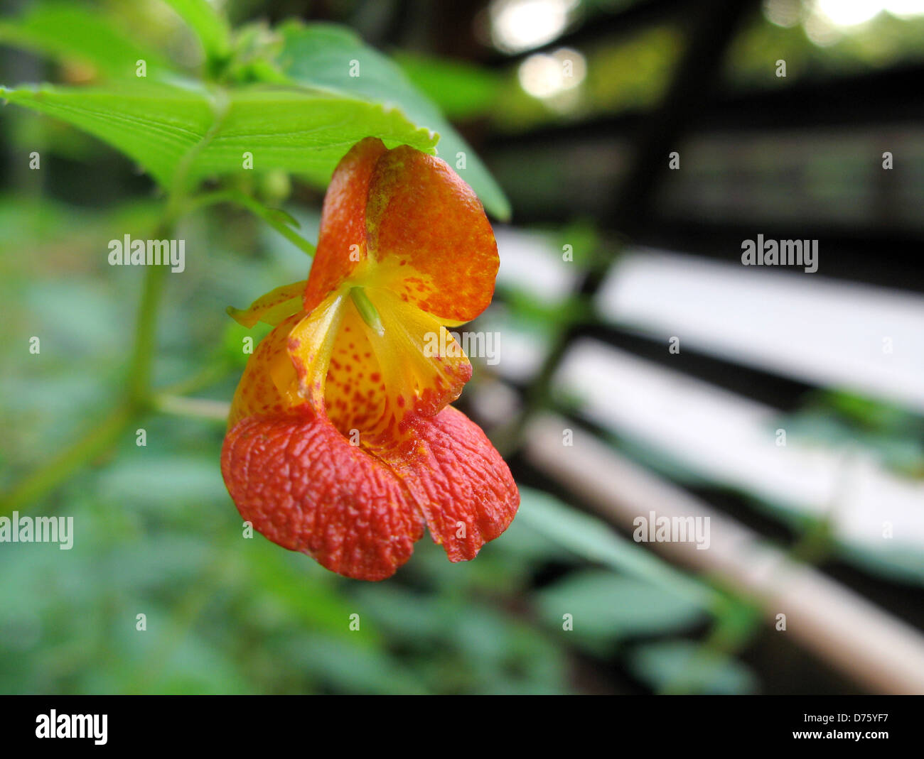 Close-up of a Jewelweed (Impatiens capensis) flower growing next to a park stream Stock Photo