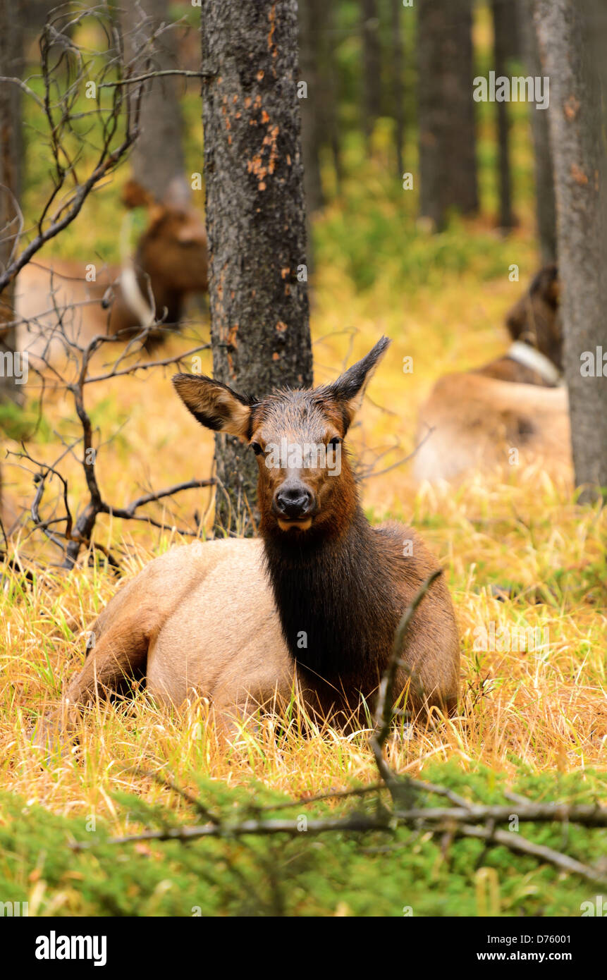 Female wapiti hires stock photography and images Alamy
