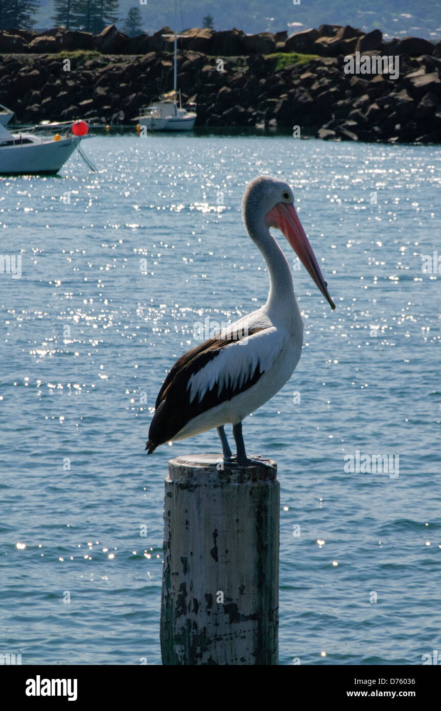 pelikan school bolsa