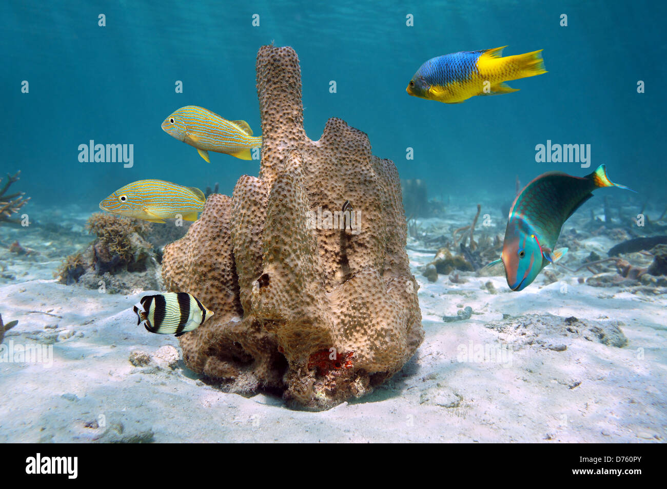 Branching tube sponge,Pseudoceratina crassa, with tropical fishes around, Caribbean sea, Jamaica Stock Photo