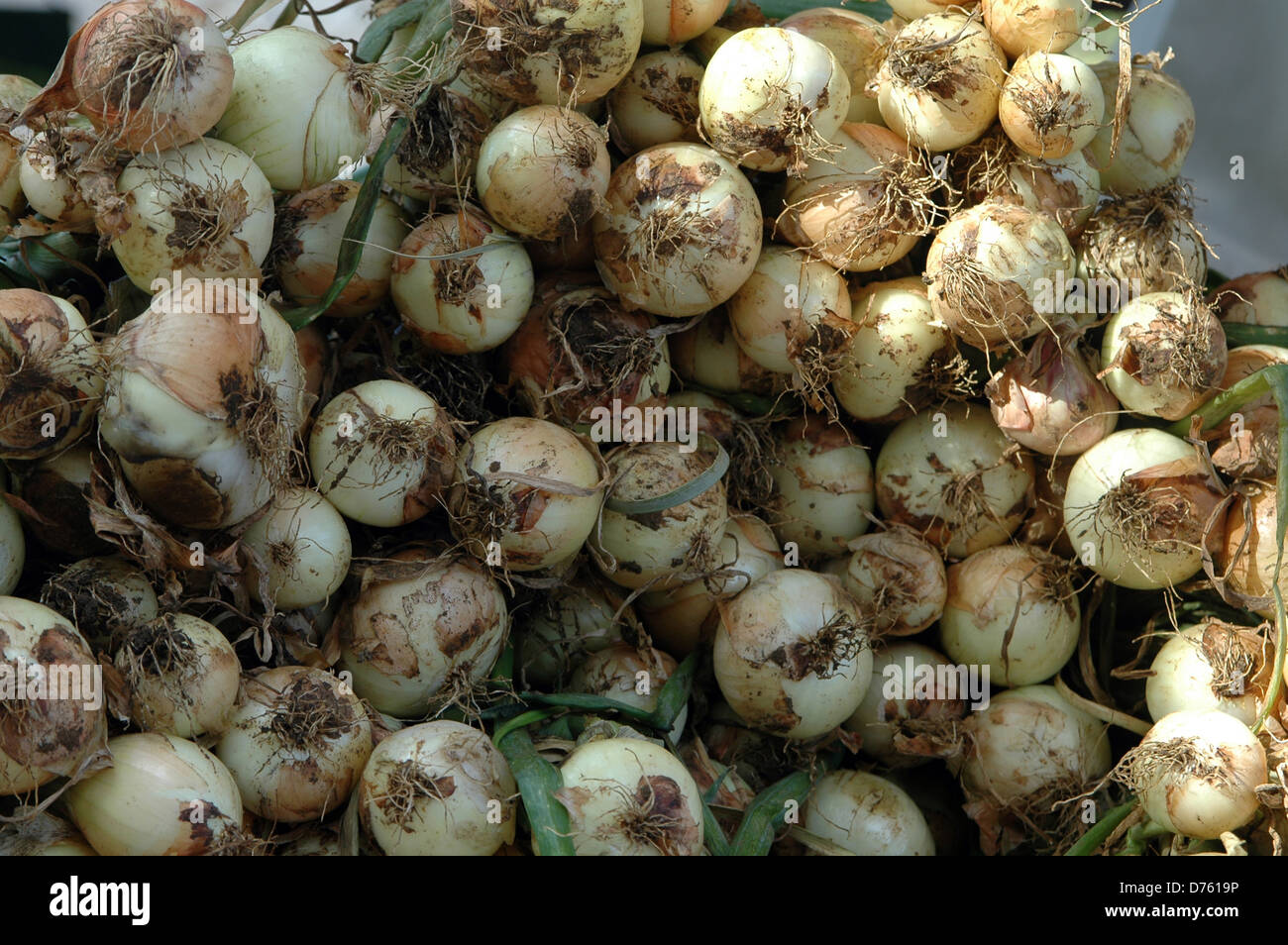 Pile of onions hi-res stock photography and images - Alamy