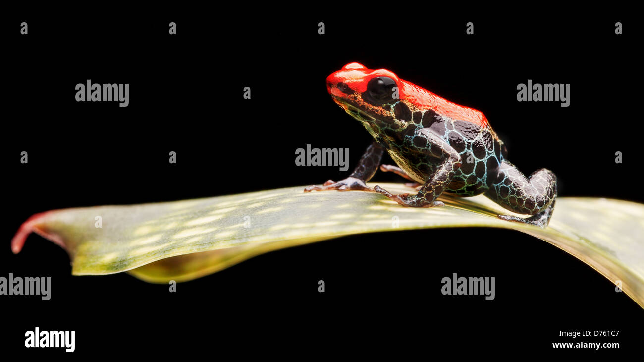 poison arrow frog, red tropical rain forest animal living in Amazon rainforest of Peru. Bright colours Ranitomeya reticulata Stock Photo