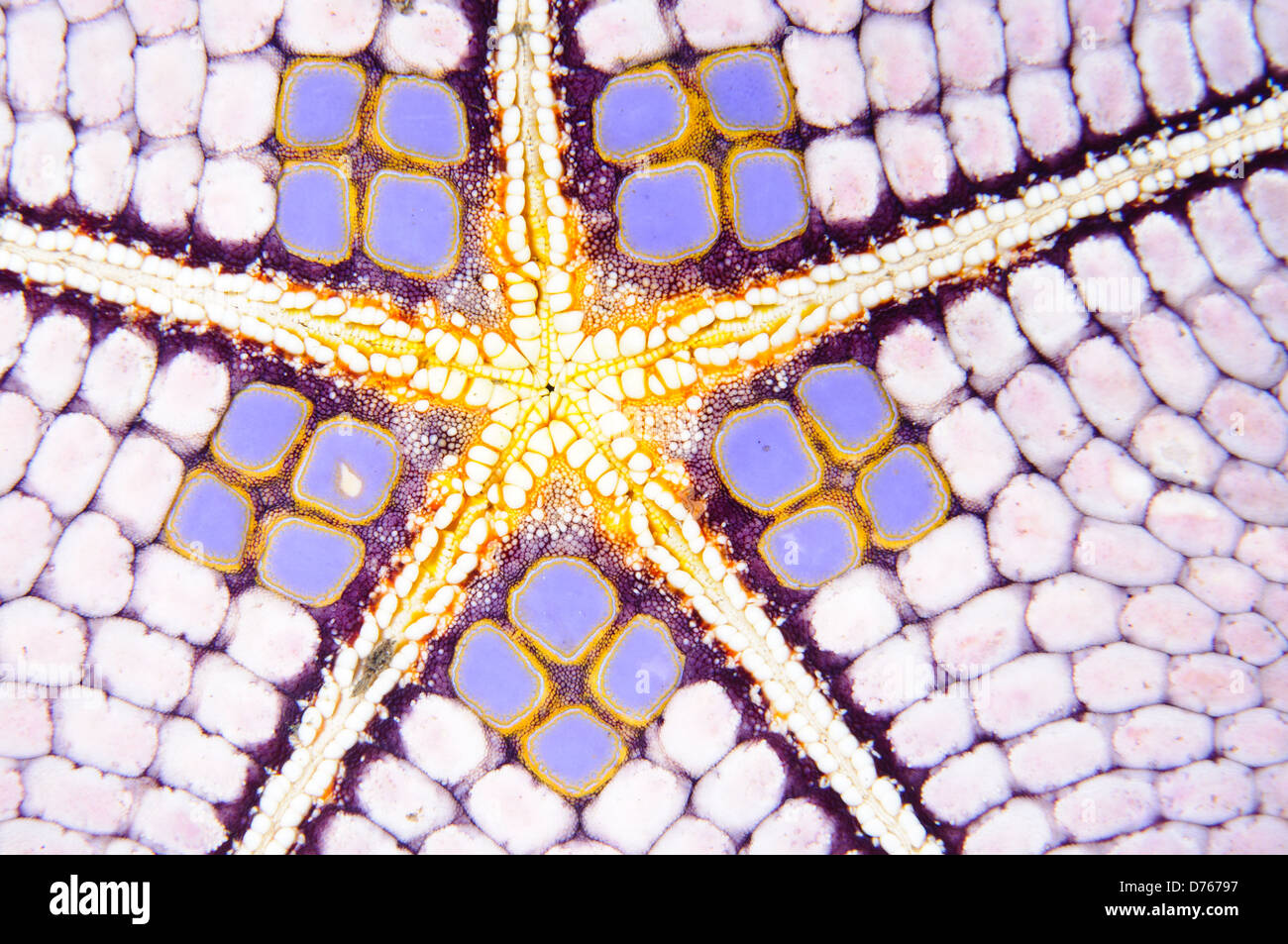 Underside of a pin-cushion starfish showing mouth, Lembeh Strait, Sulawesi, Indonesia. Stock Photo