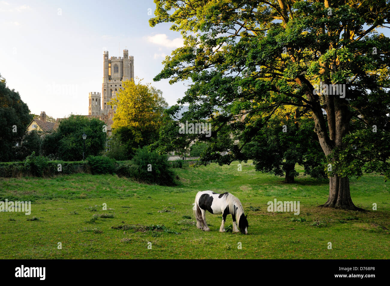 Ely Cathedral, Cambridgeshire, England. The West Tower seen from the south. Pony grazing in summer meadow Stock Photo