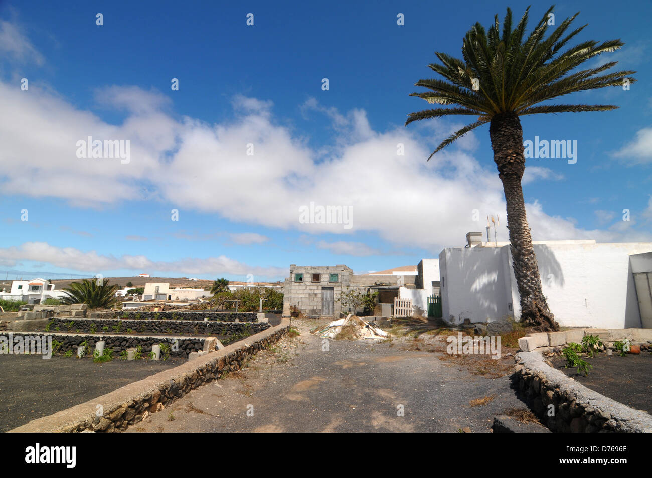 Road and a Palm on a cloudy sky ,in Lanzarote, Spain Stock Photo