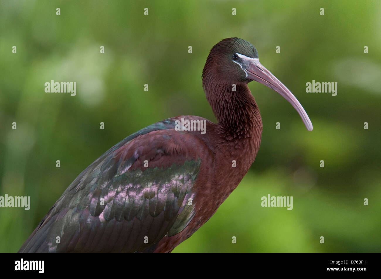 Glossy Ibis 'Plegadis falcinellus' Stock Photo