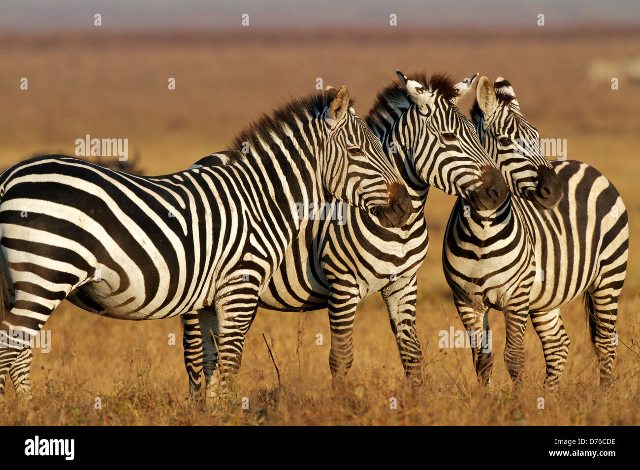 Zebra, Burchell's zebra (Equus burchelli), Ngorongoro Crater in the