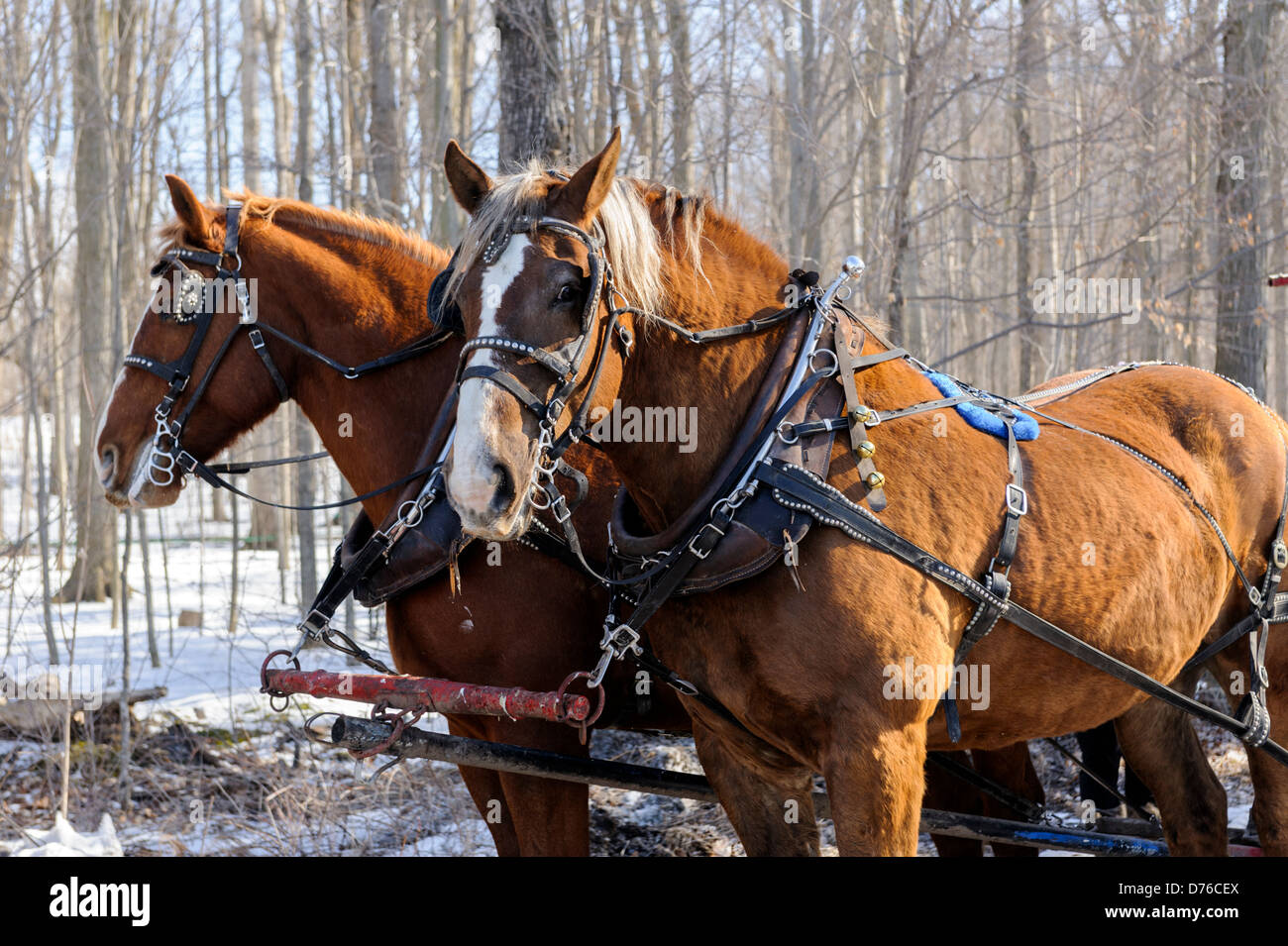 Harness horse hi-res stock photography and images - Alamy