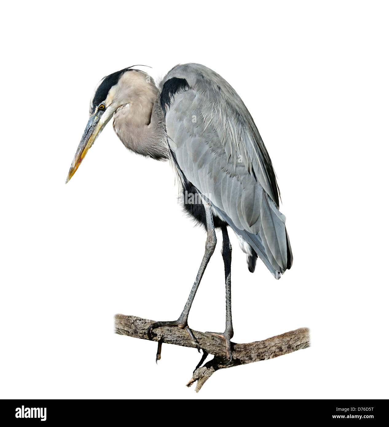 Great Blue Heron Perching On White Background Stock Photo