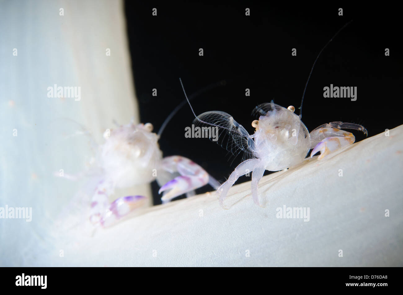 Porcelain crabs feeding in soft coral, Lembeh Strait, Sulawesi, Indonesia. Stock Photo