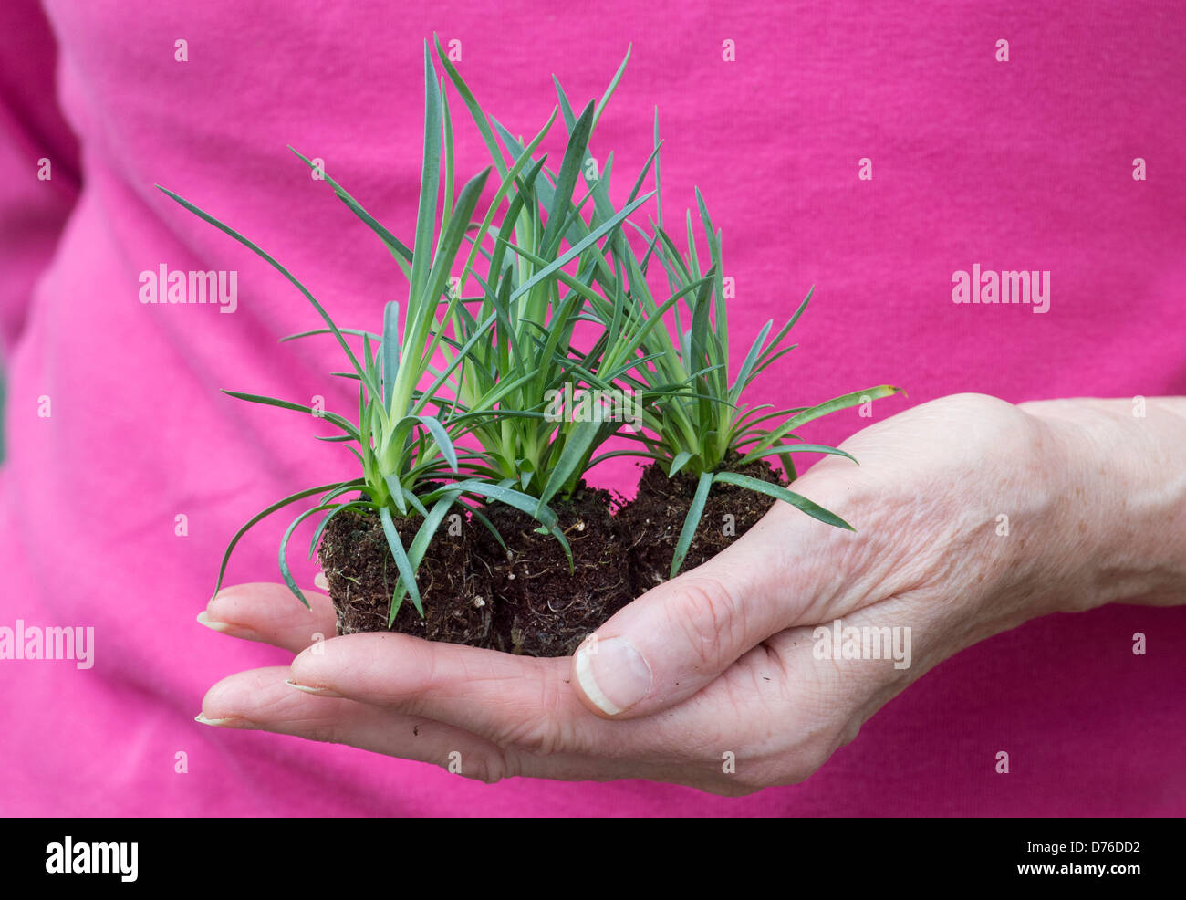 Gardeners hand holding large plugs of Dianthus Summertime flowers Stock Photo