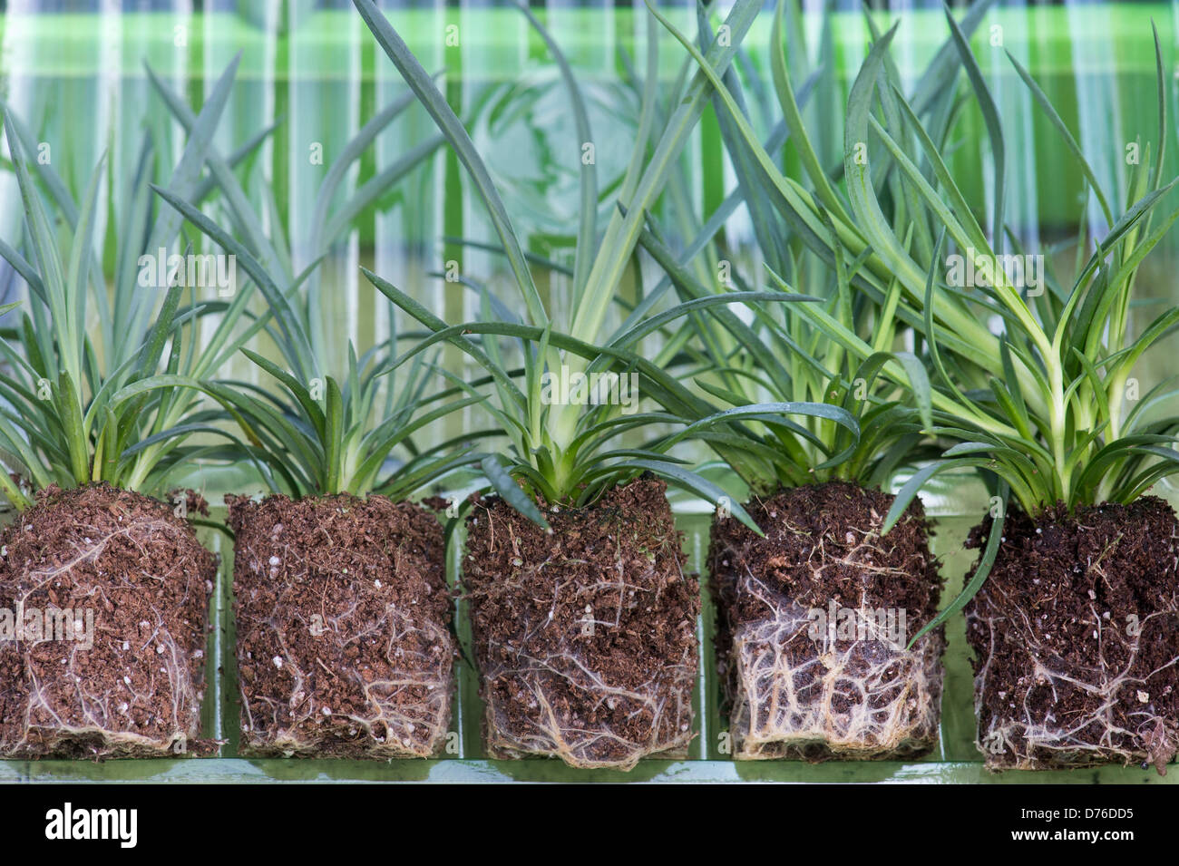 Dianthus summertime flower plugs hires stock photography and images