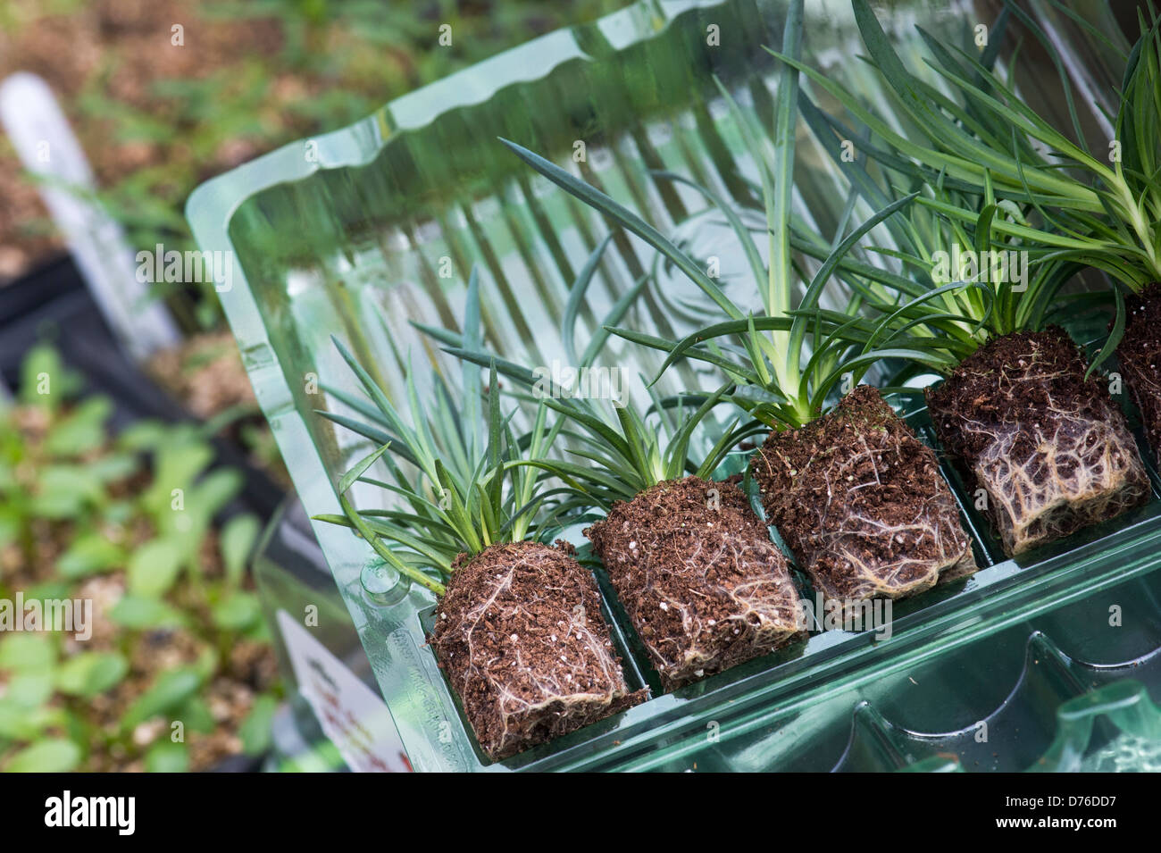 Dianthus Summertime flower plugs Stock Photo Alamy