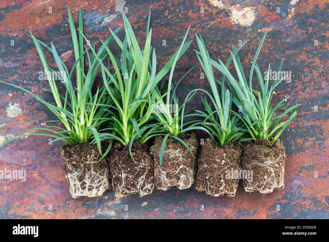 Dianthus summertime flower plugs hires stock photography and images