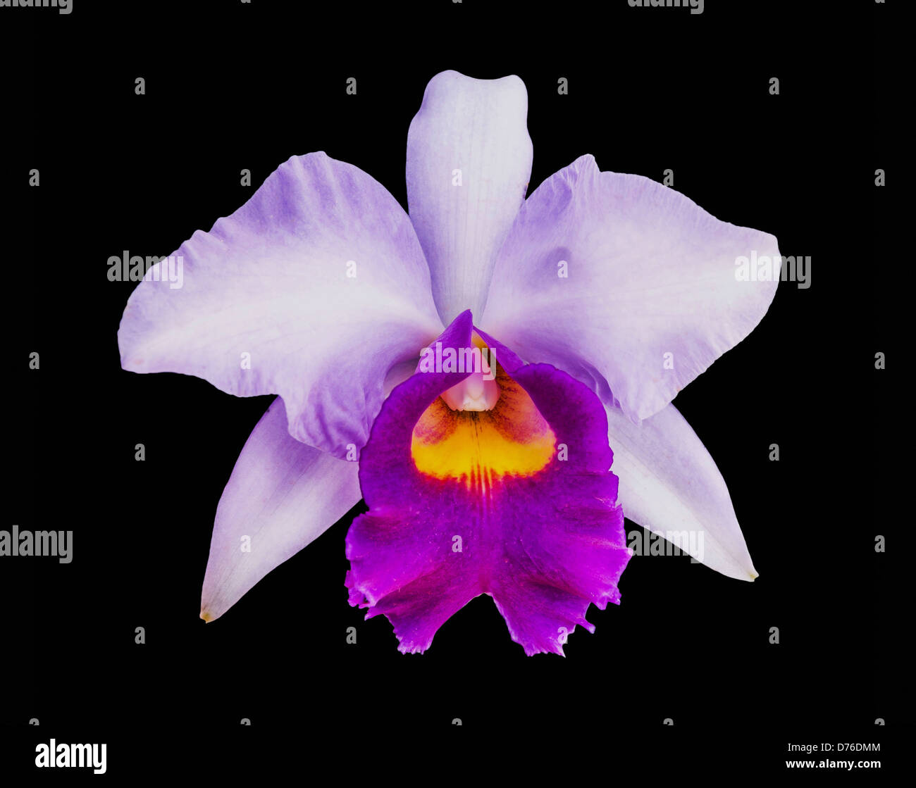 Purple Cattleya isolated on black background Stock Photo