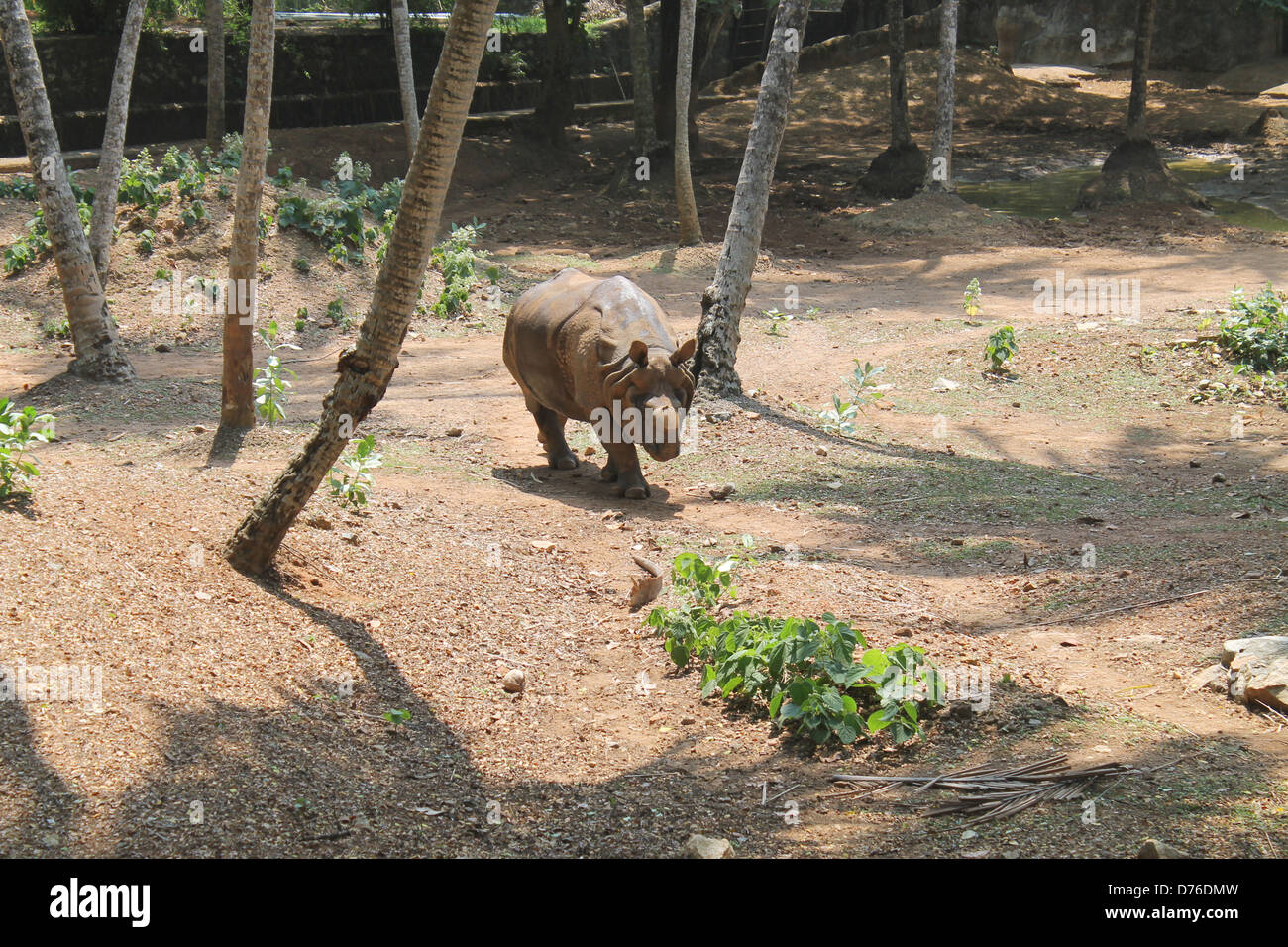 Indian one horned rhino roaming around Stock Photo