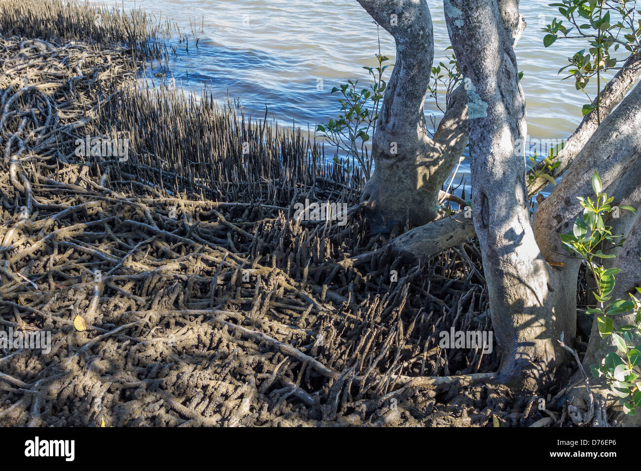 Avicennia marina (grey mangrove) belongs to the Avicenniaceae family Stock Photo