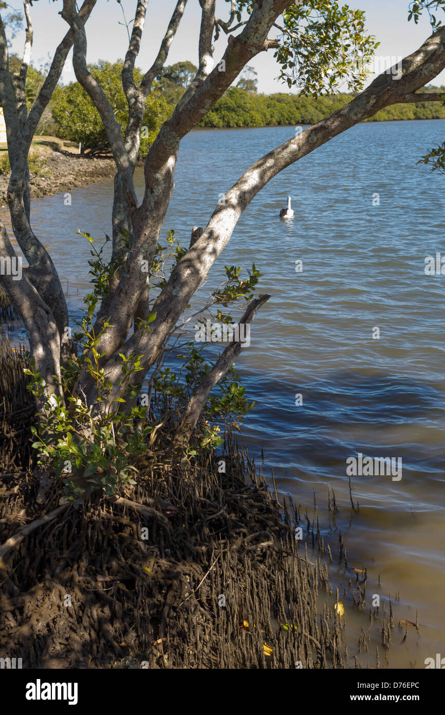 Avicennia marina (grey mangrove) belongs to the Avicenniaceae family Stock Photo