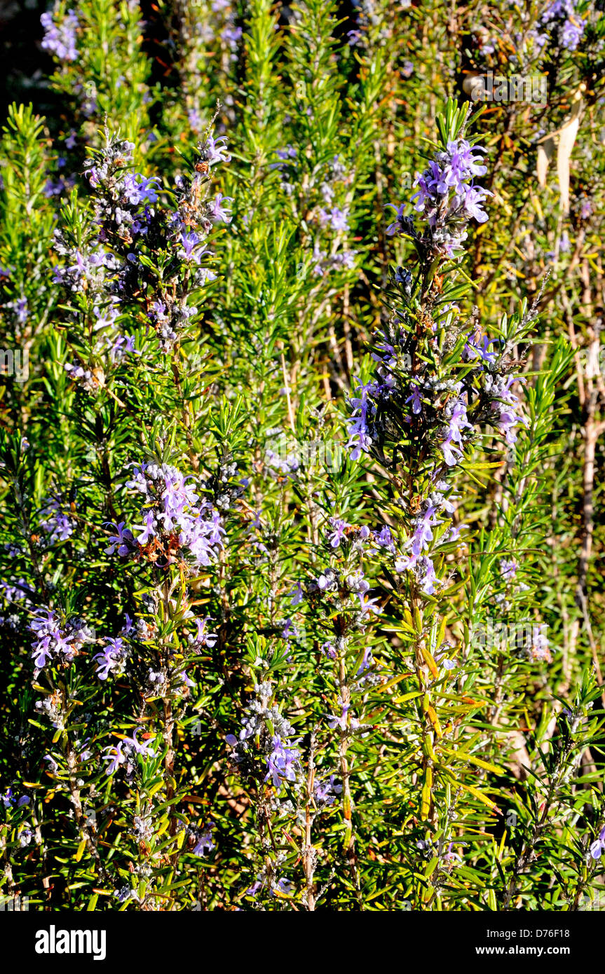 Rosemary plant in flower (Rosmarinus Officinalis Stock Photo Alamy
