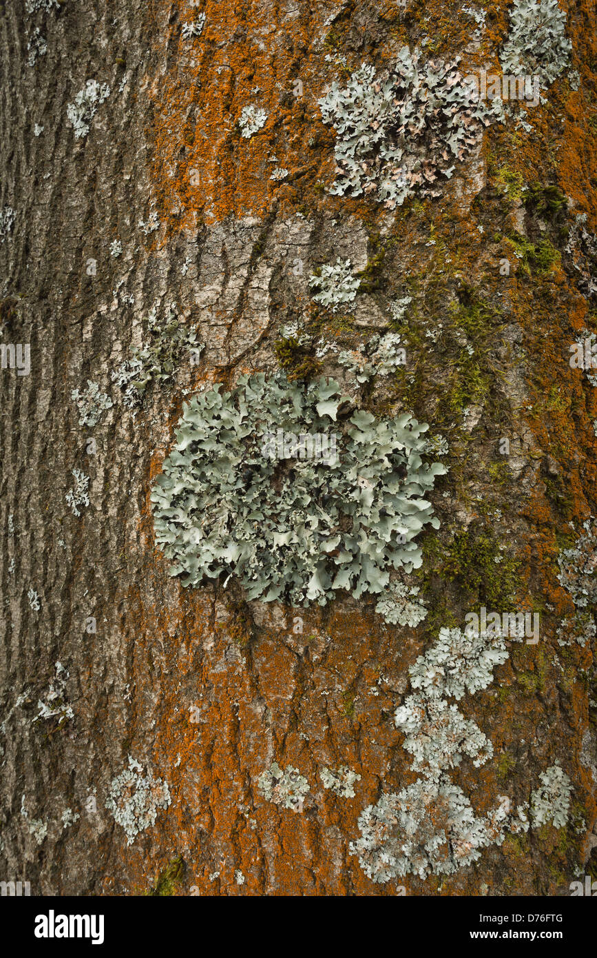 Foliose leafy lichen round ring patch patches on living ash bark tree with orange algae streaks down trunk Stock Photo