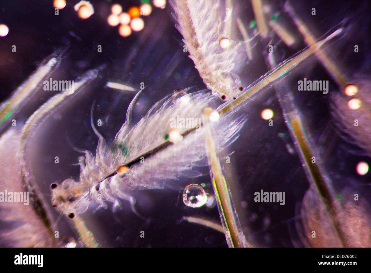 Micro Photo of Artemia Salina Stock Photo
