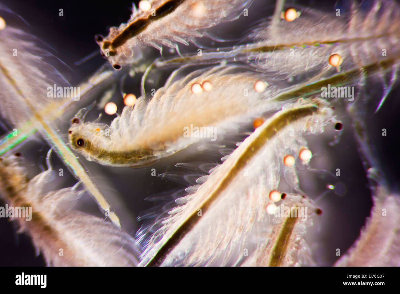 Micro Photo of Artemia Salina Stock Photo