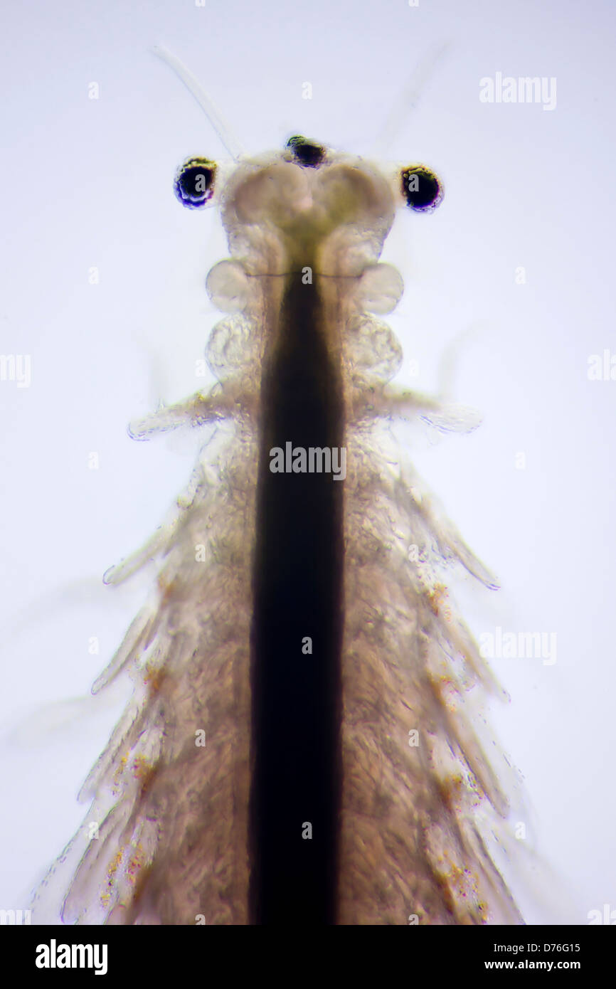 Micro photo of Artemia Salina Stock Photo