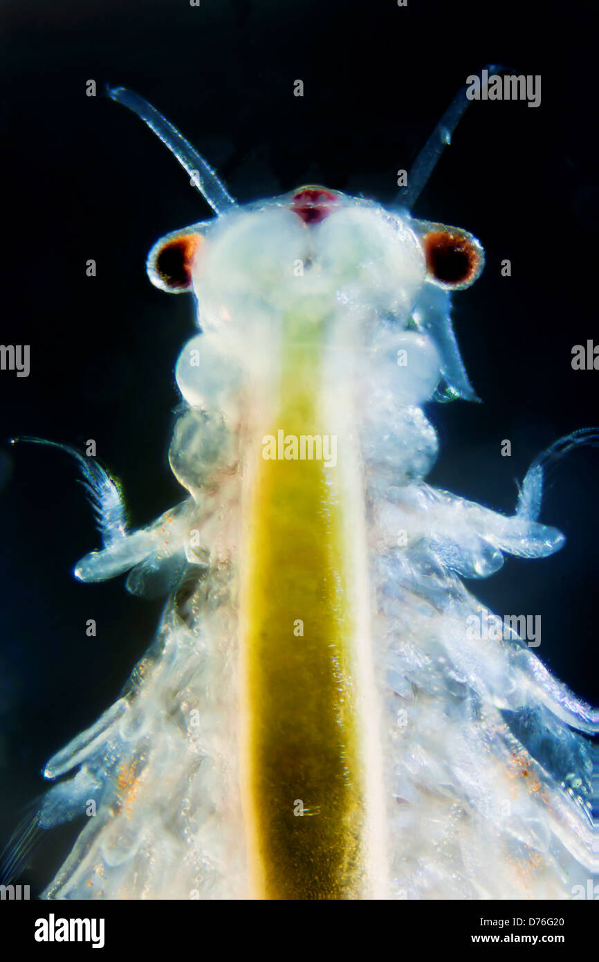 Micro photo of Artemia Salina Stock Photo