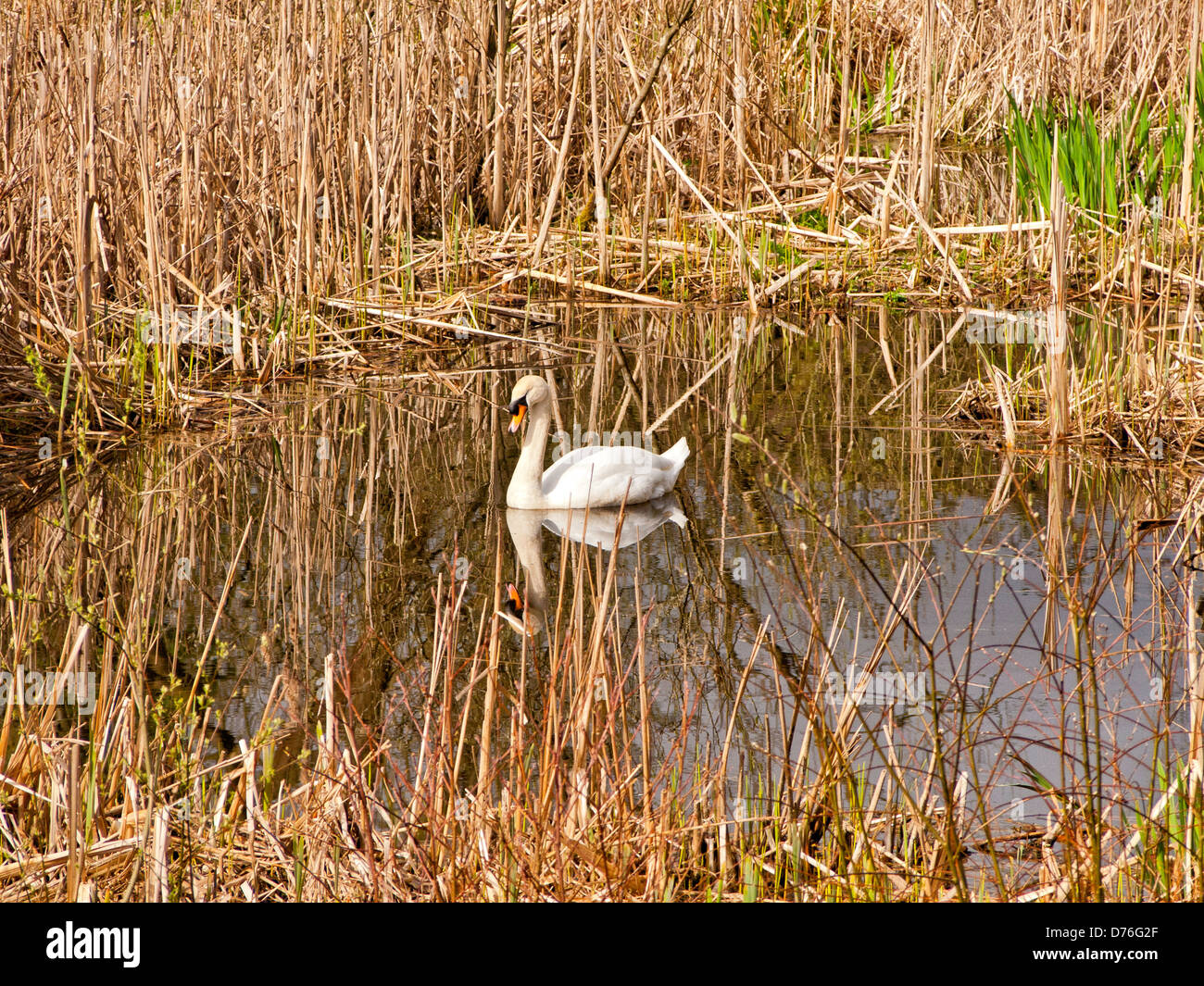 Mute swan protecting nest, Longton, Preston, UK Stock Photo Alamy