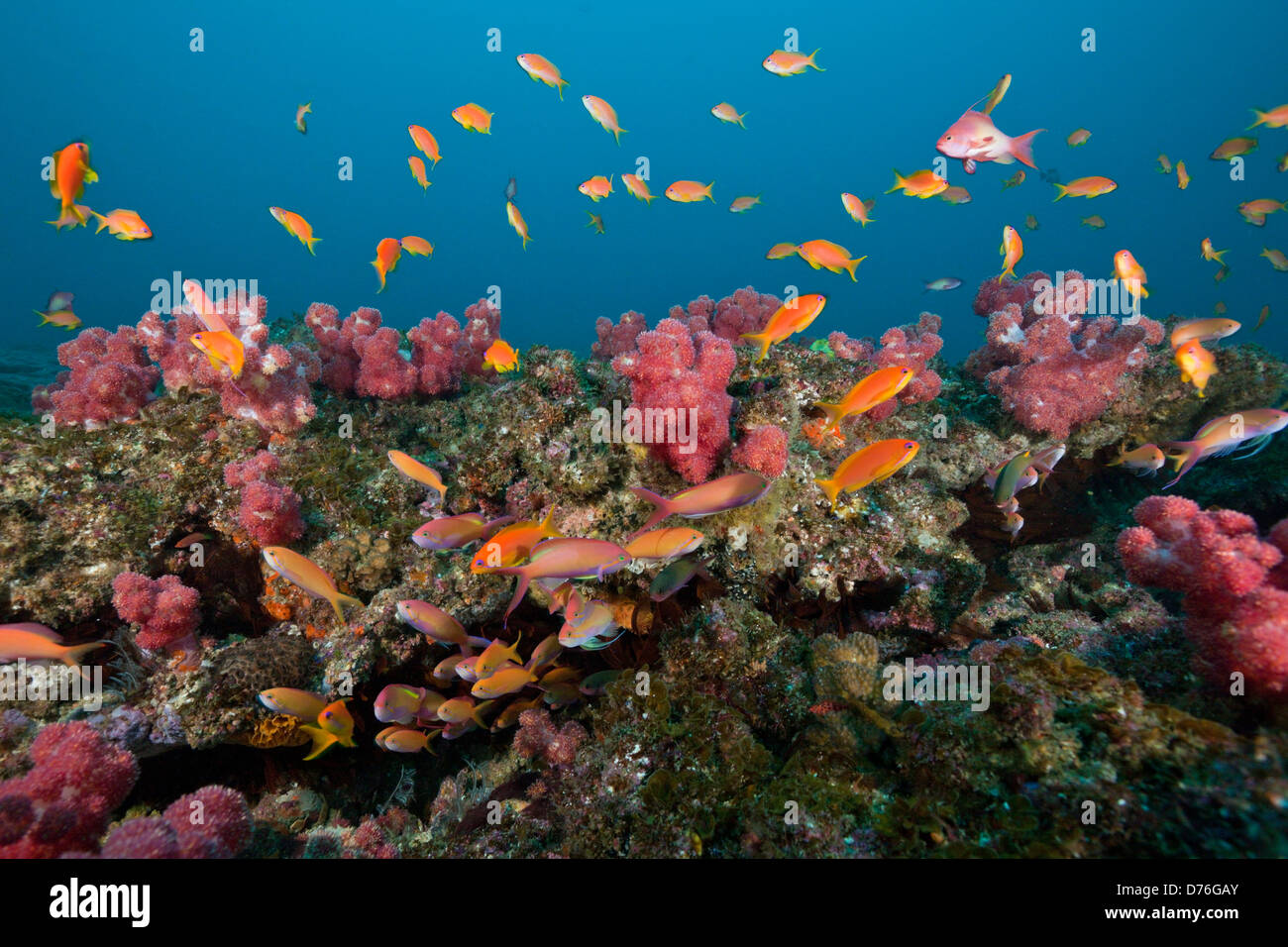 Lyretail Anthias over Coral Reef, Aliwal Shoal, Indian Ocean, South Africa Stock Photo
