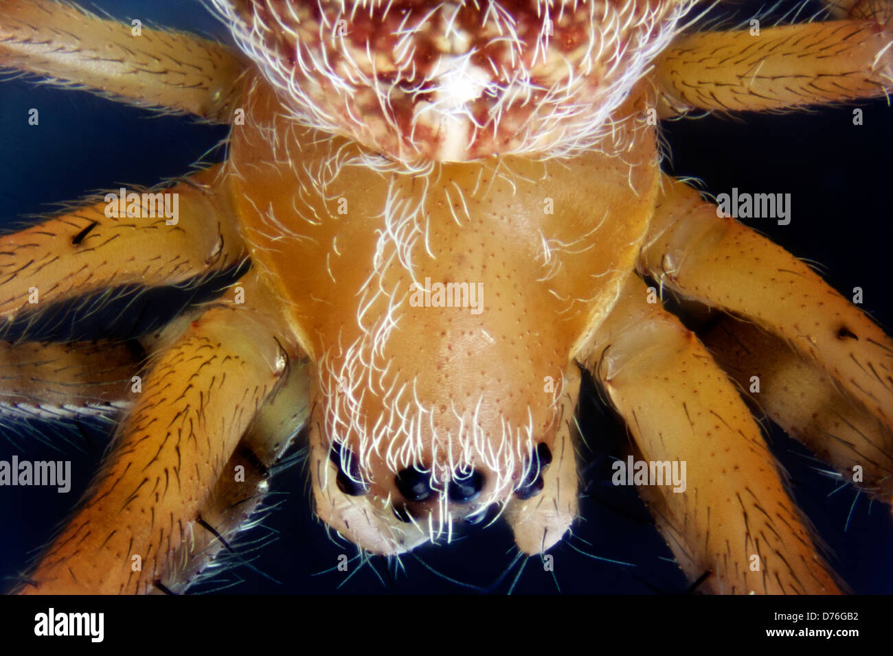 Micro Photo of a Spider Stock Photo - Alamy