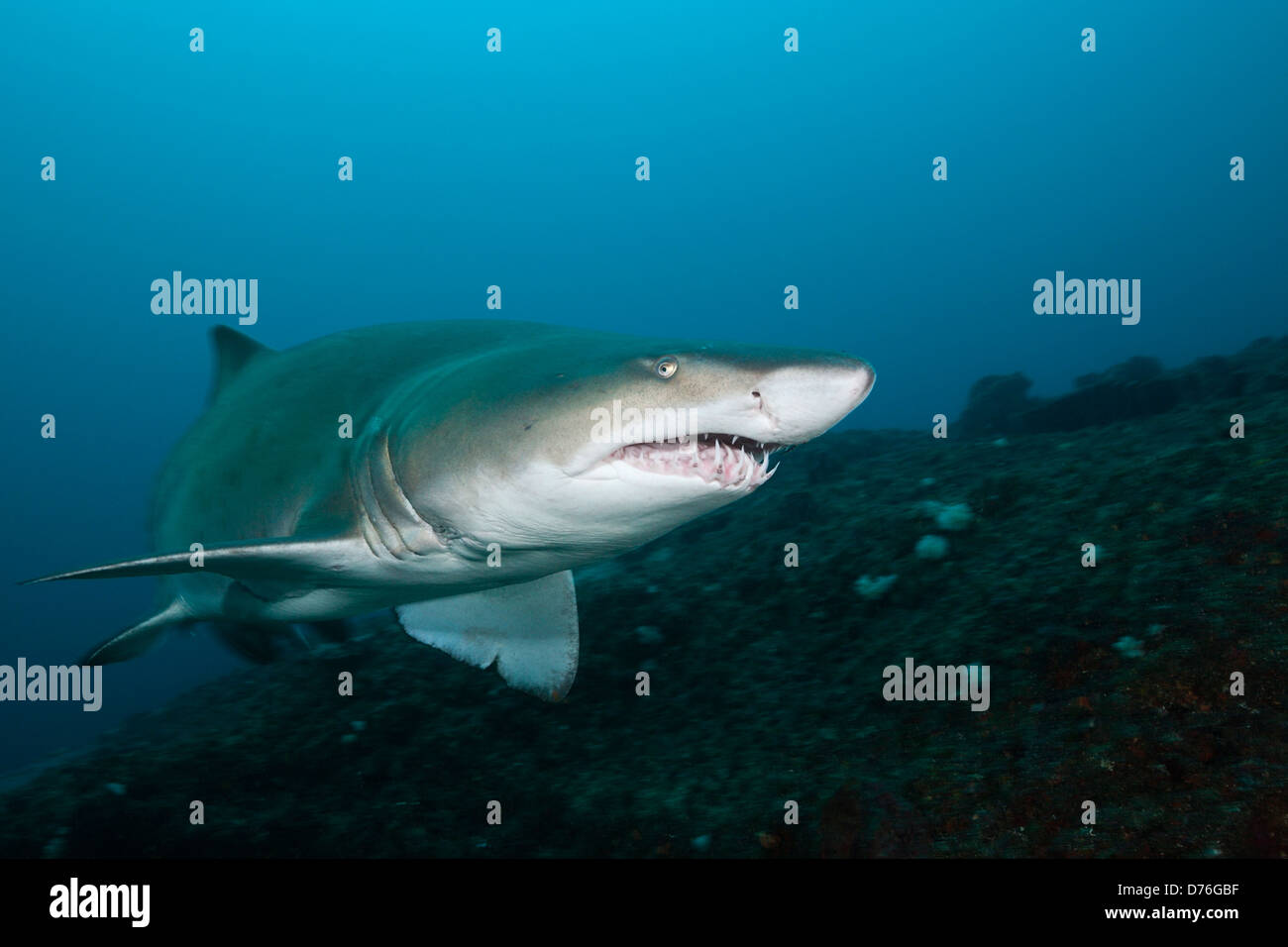 Sand Tiger Shark, Carcharias taurus, Aliwal Shoal, Indian Ocean, South Africa Stock Photo