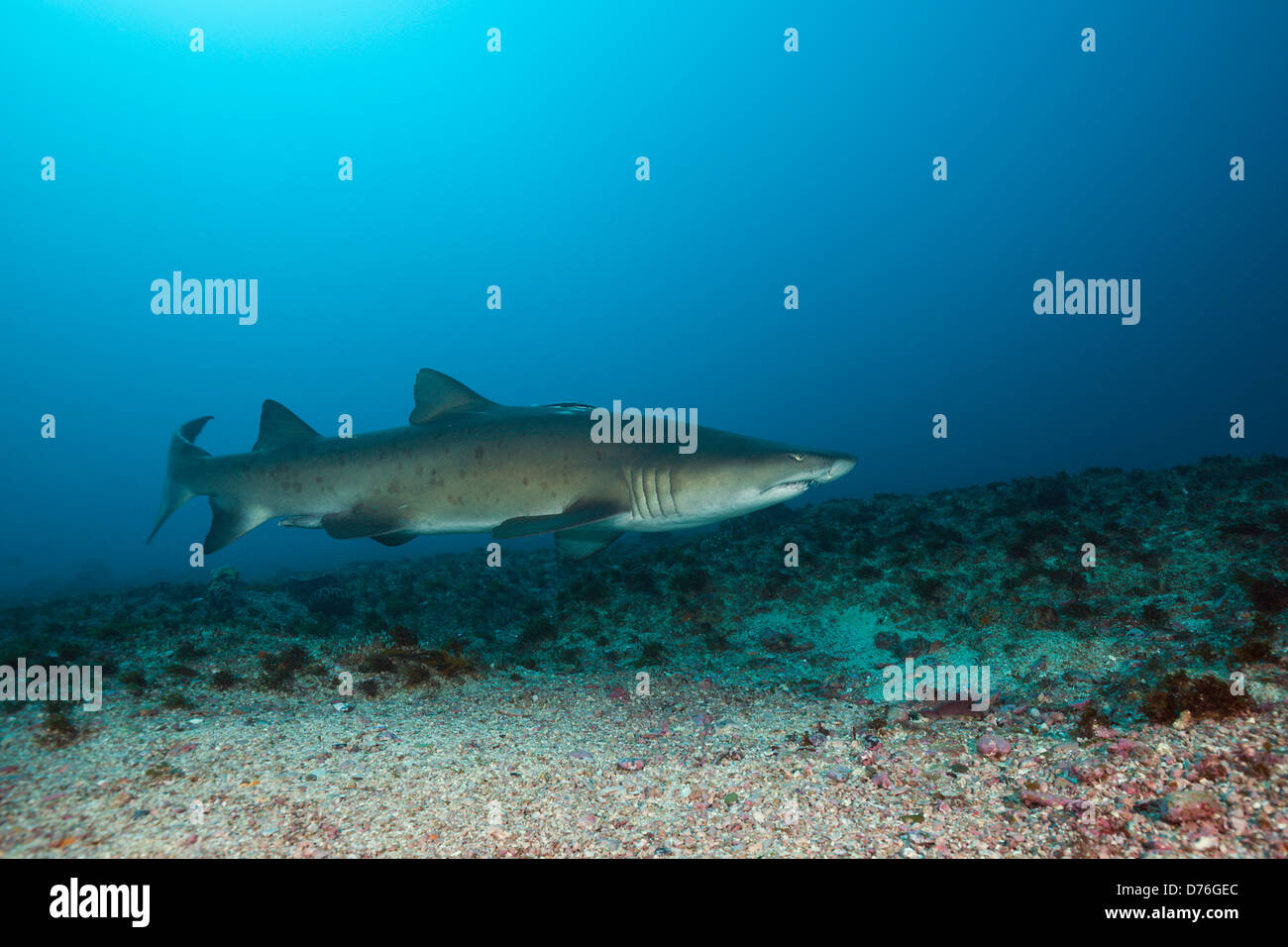 Sand Tiger Shark, Carcharias taurus, Aliwal Shoal, Indian Ocean, South Africa Stock Photo